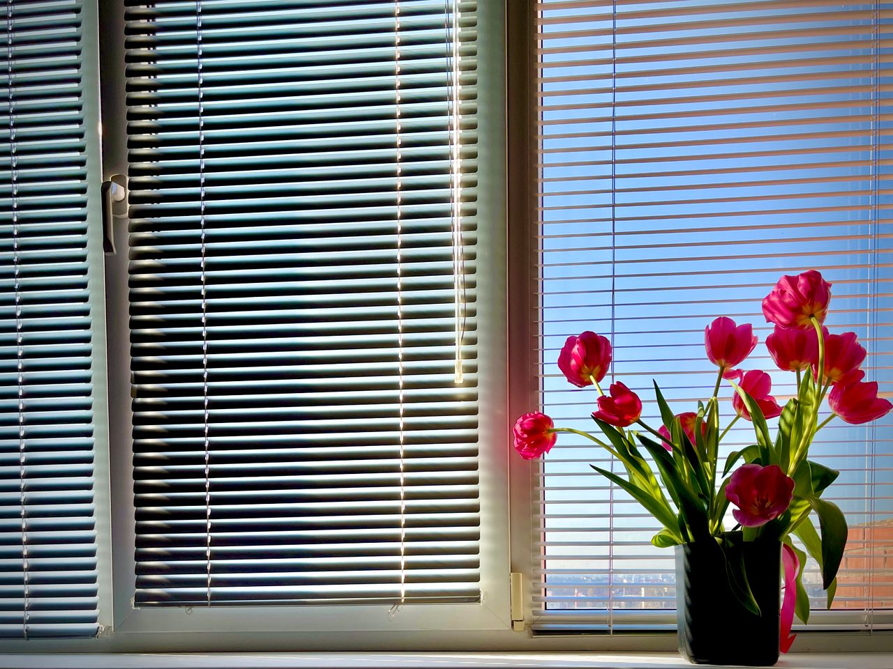 gallery-04 Bright pink tulips in a pot on a sunny windowsill with modern blinds.