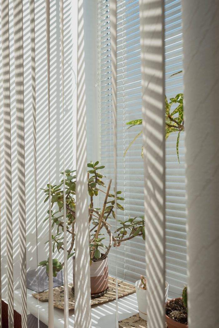 who-we-are Indoor plants by window blinds casting shadows, creating a tranquil interior atmosphere.